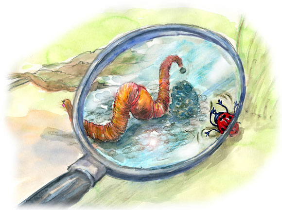 Kinderbuchillustration - Regenwurm unter der Lupe von Agnes Zug Kinderbuchillustration - Regenwurm unter der Lupe von Agnes Zug